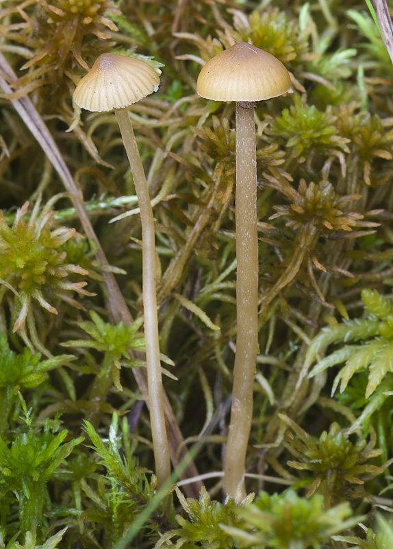 Galerina mairei